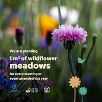 Wildflower Meadow