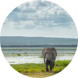 Elephant Bull on Lake Alberta, Uganda, East Africa