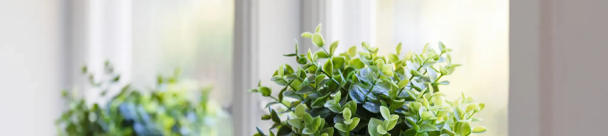 A potted plant on a shelf