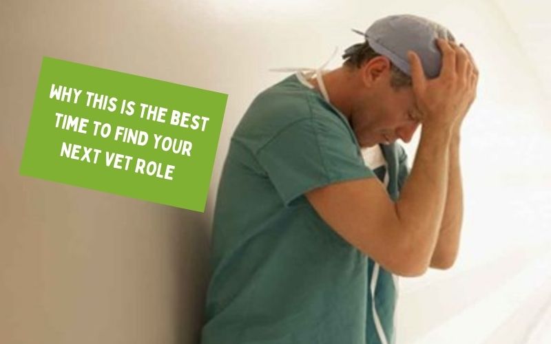 Why This Is The Best Time To Get A New Job As A Vet