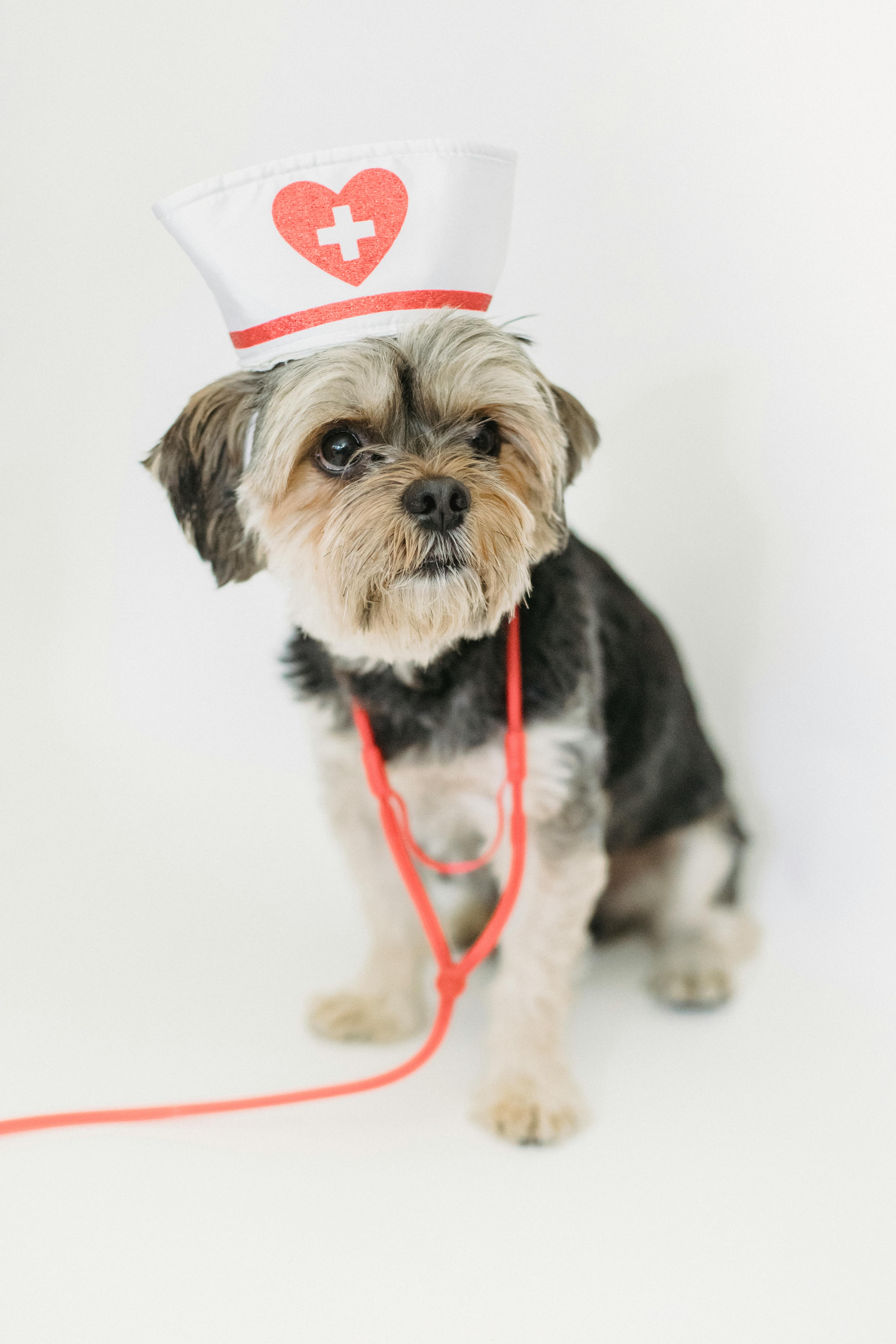 What Vets Look for When Recruiting Veterinary Nurses