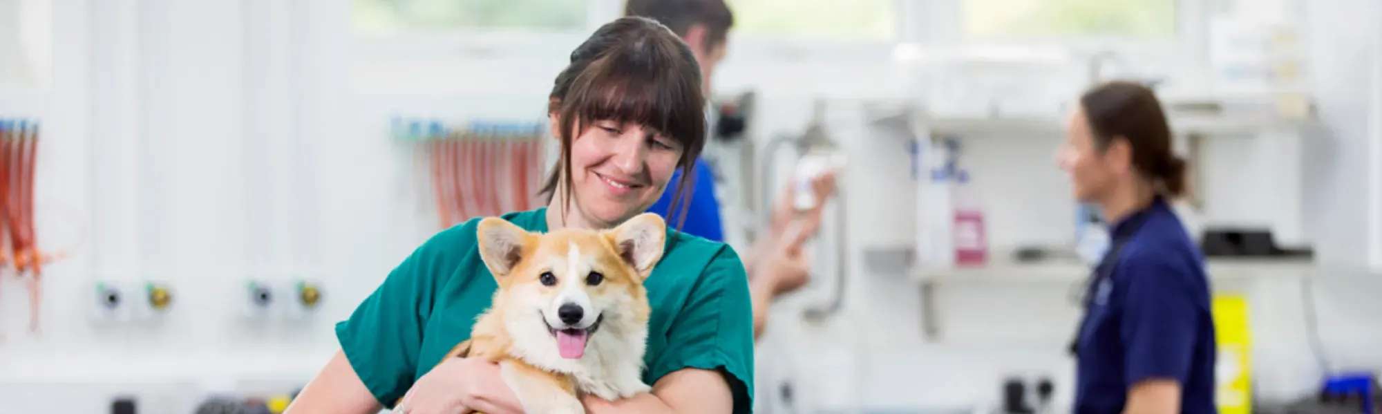 Locum Vet Jobs