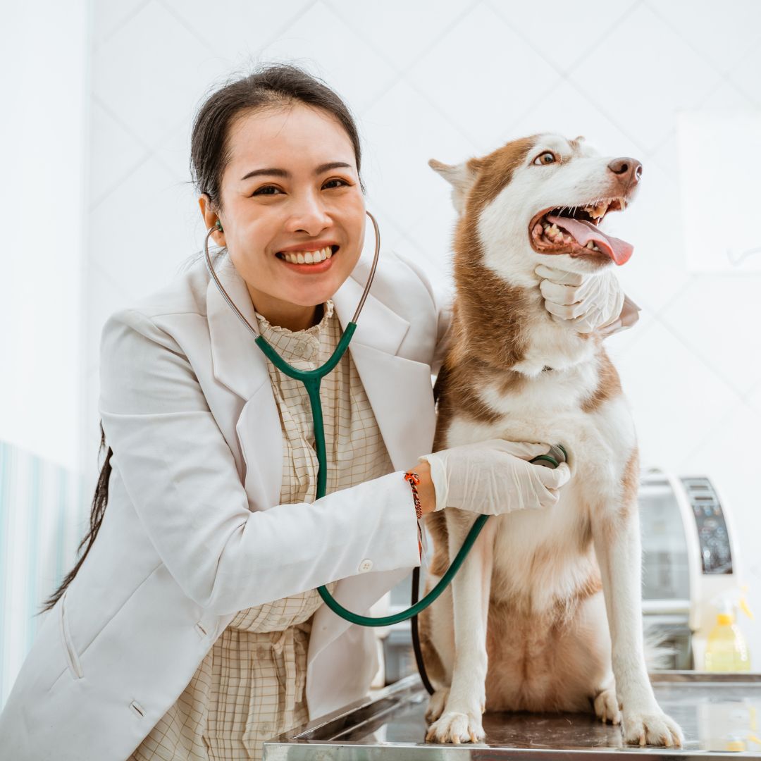 Yo Why Veterinary Practices Should Partner With Specialist Recruitersur Paragraph Text 3
