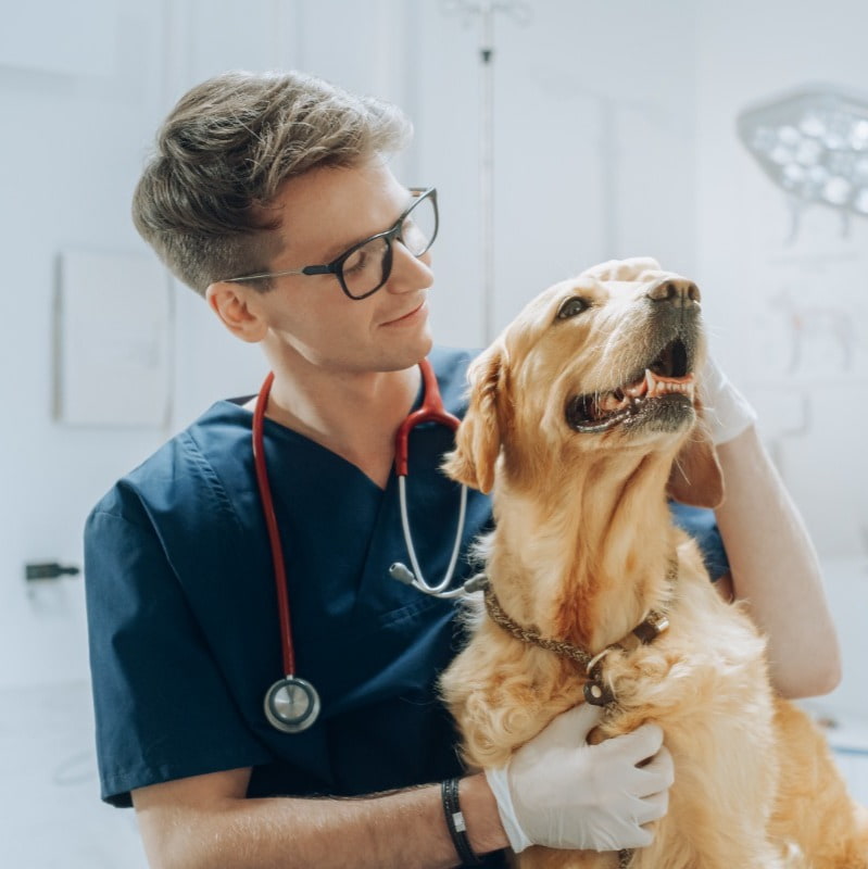 Vets relocating to the UK
