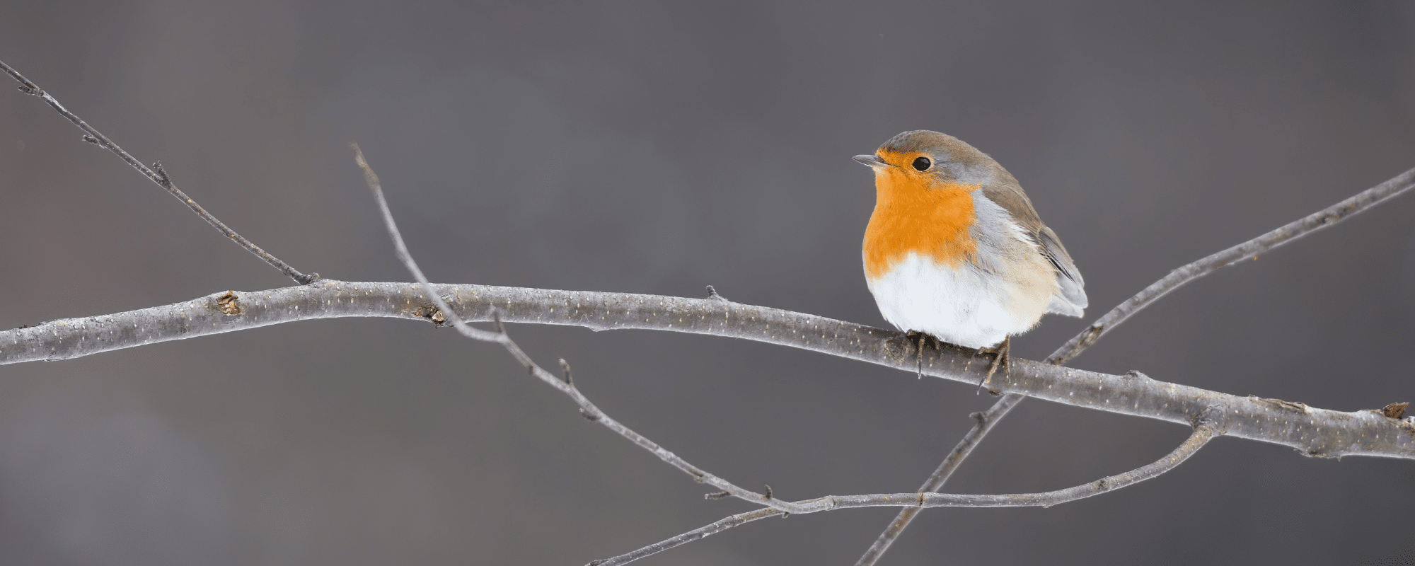Robin perched on a winter branch