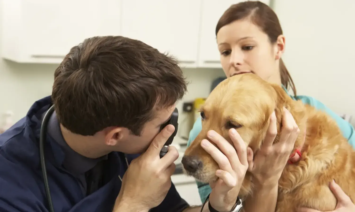 Vet and nurse examining dog