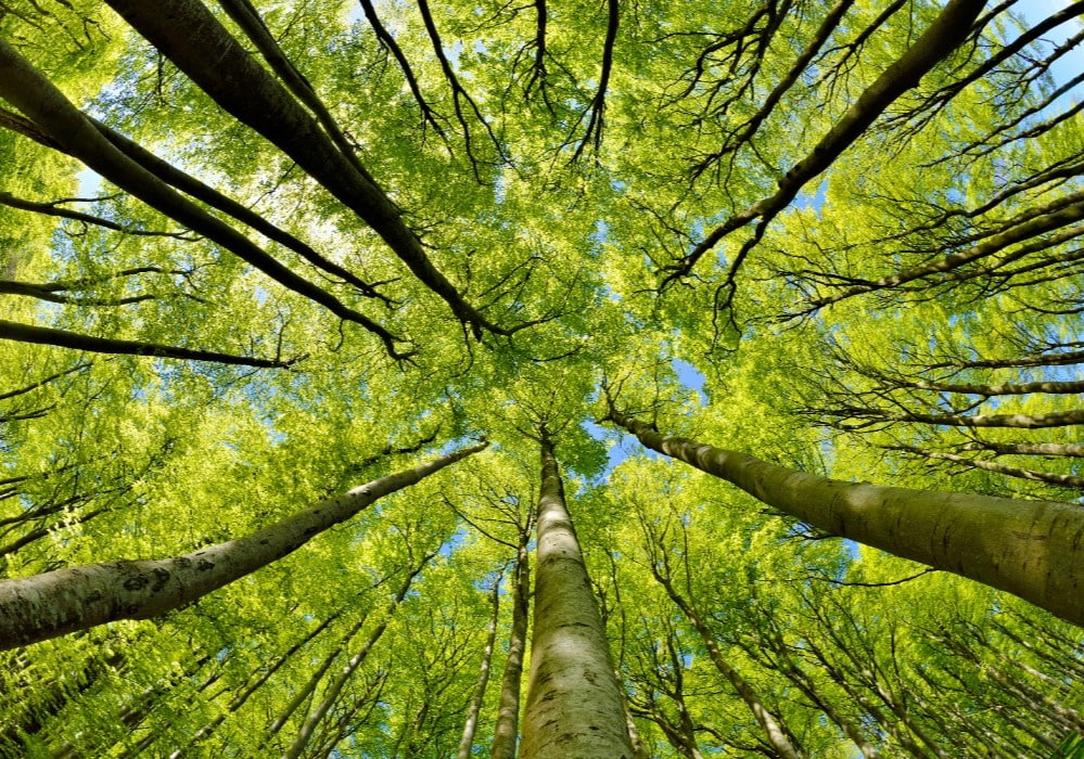 Tree canopy 