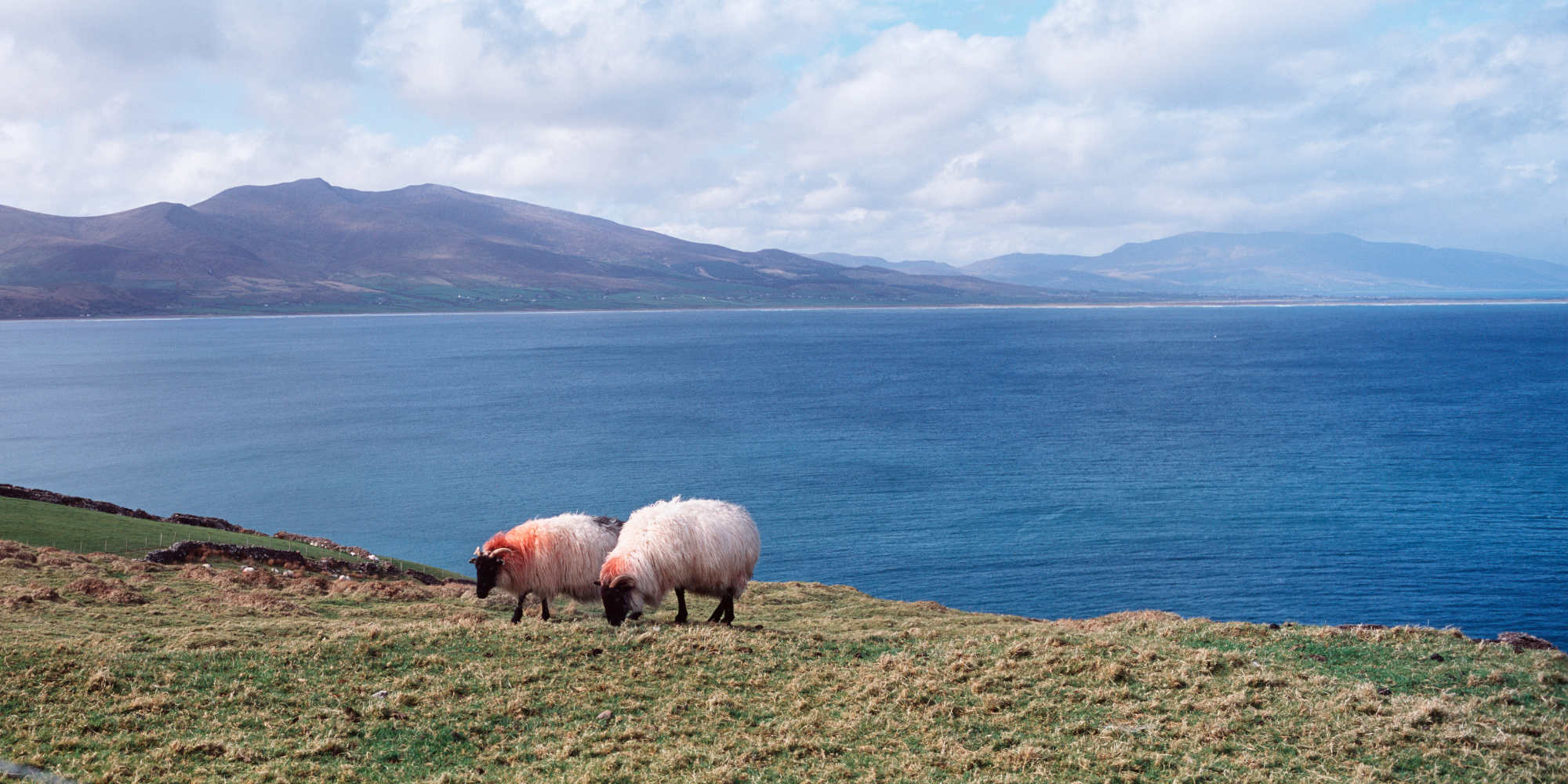 Sheep grazing on Brandon Point