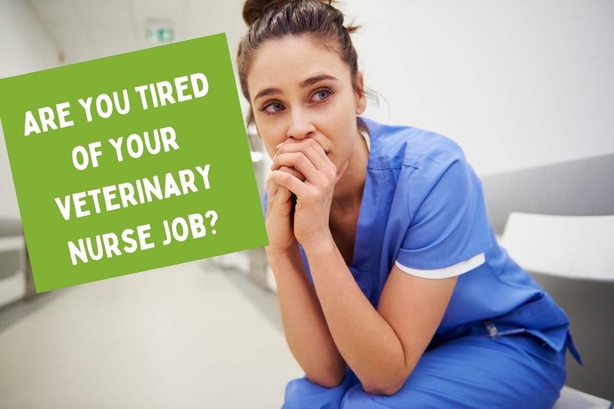 WHY NOW IS A GREAT TIME TO LOOK FOR A NEW VET NURSE ROLE