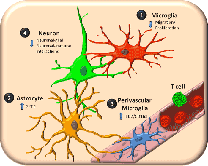 Microglia1