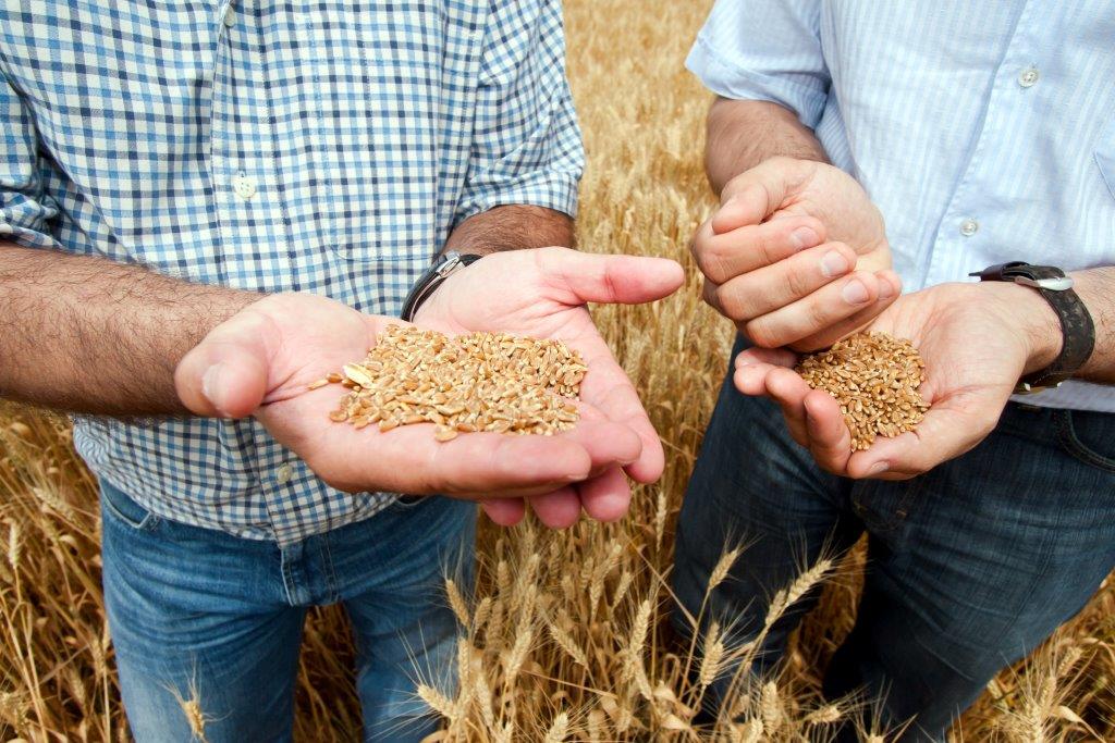 Image   Seeds In Hand