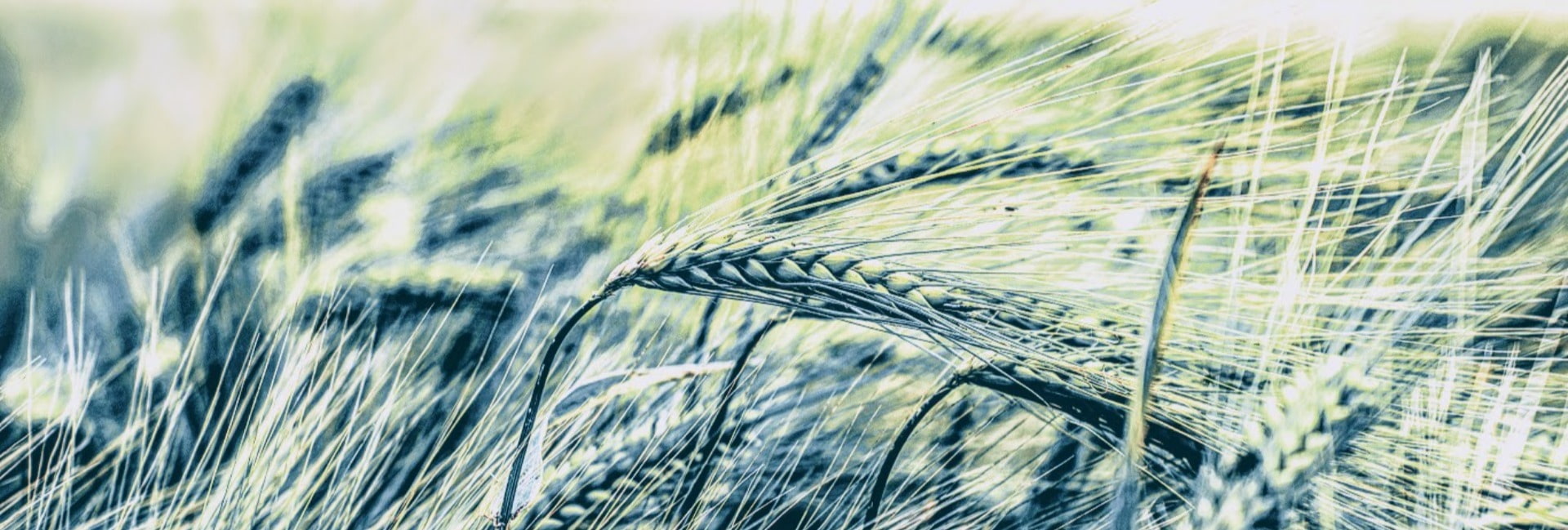 green corn field blowing in wind