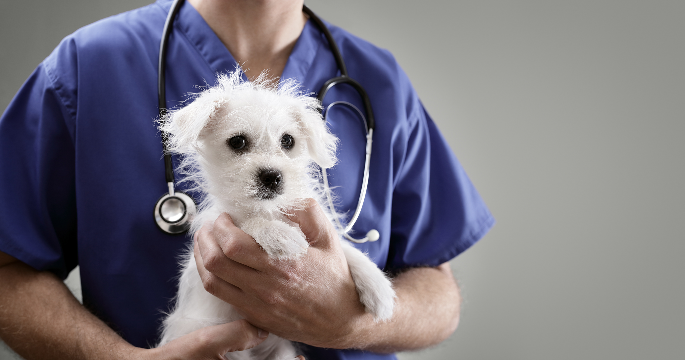 Small Animal Vets 
