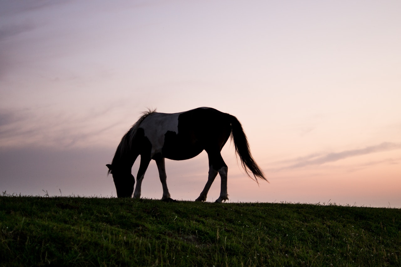 Animal Grass Horse 9797