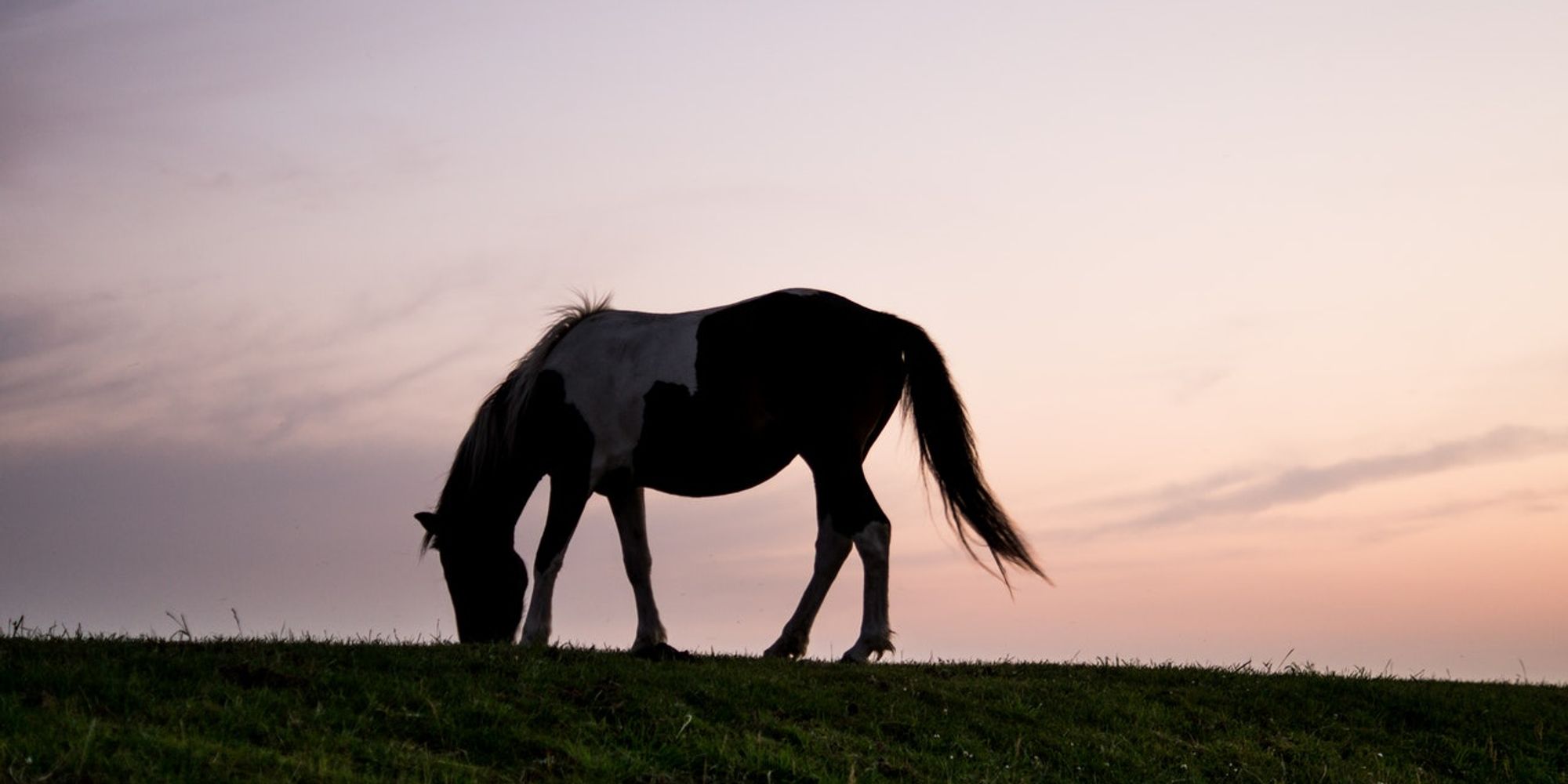 Animal Grass Horse 9797