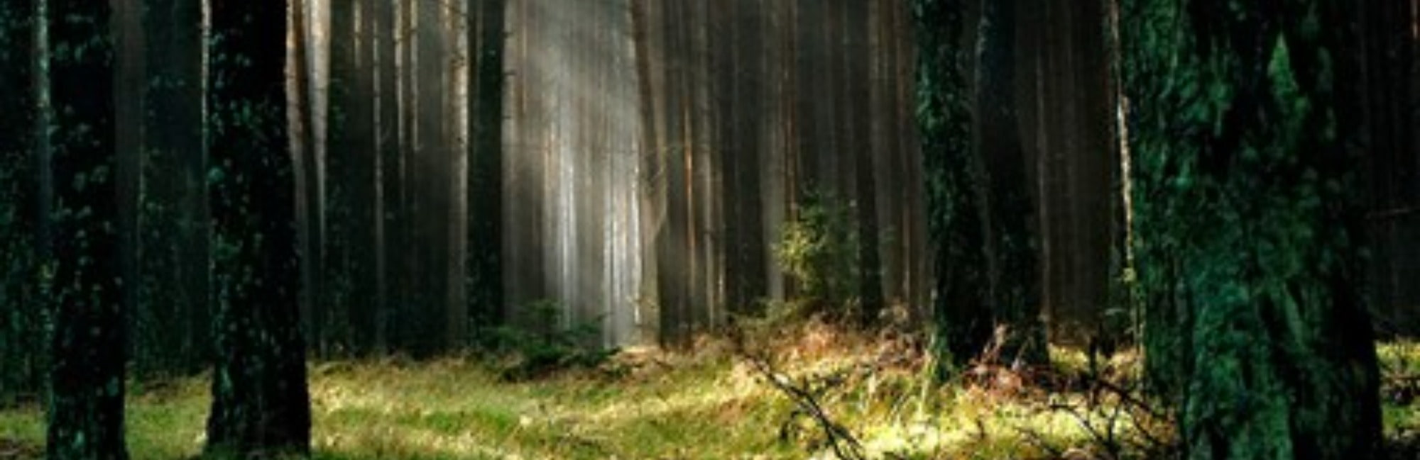 Dark woodland forest