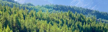 Rec Carbon Offsetting Supports Vital Uruguay Reforestation Efforts