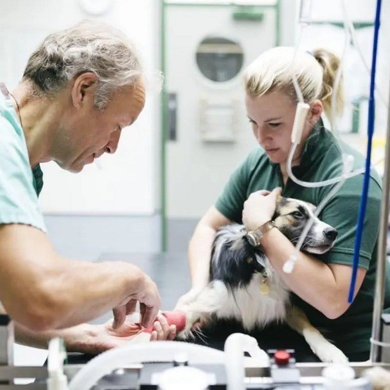 Two nurses stitching dog