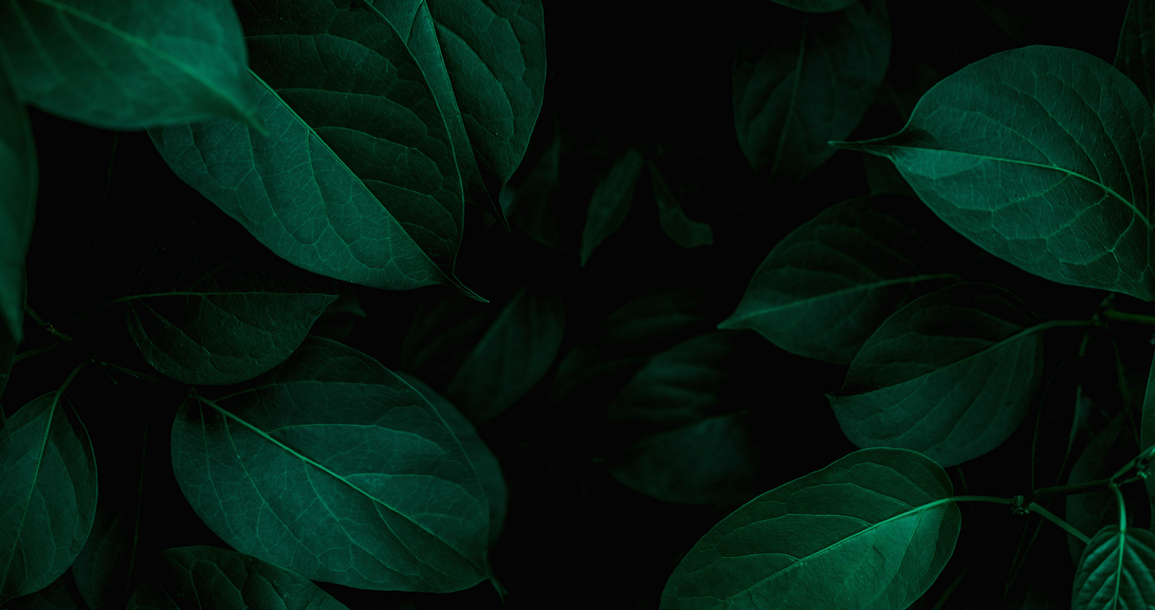 Business Development Representative · Auxo