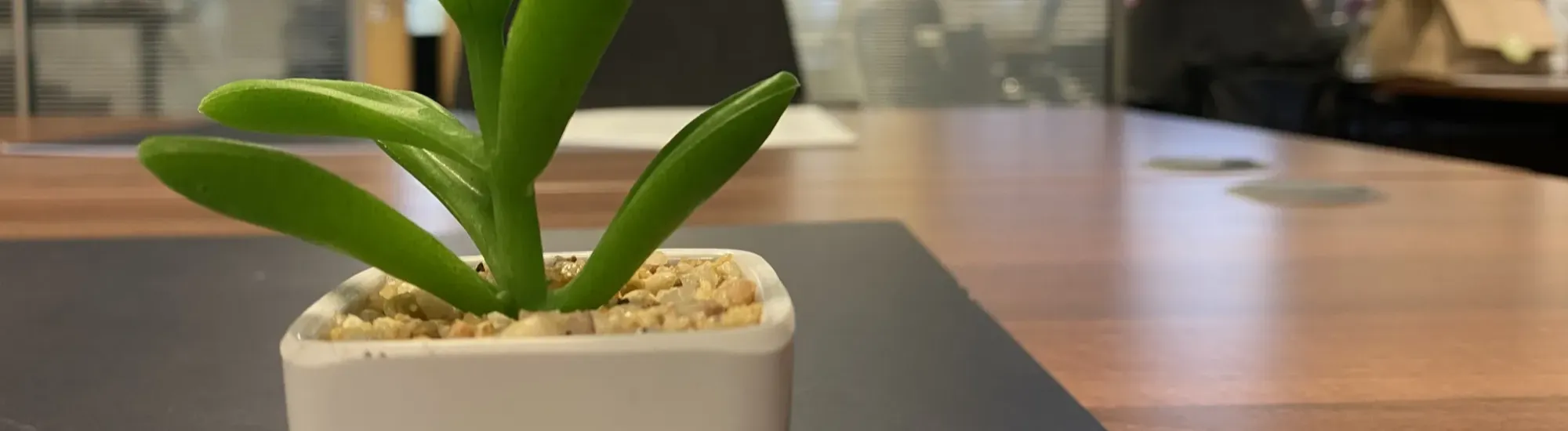 Green plant on desk