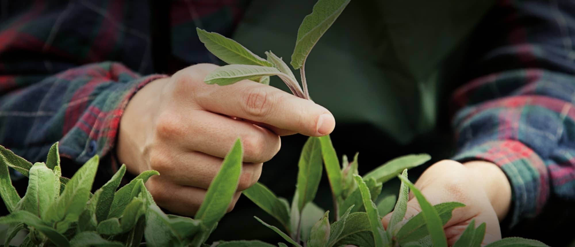 Gardener tending plants