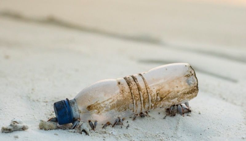 Decomposing plastic water bottle on beach. 