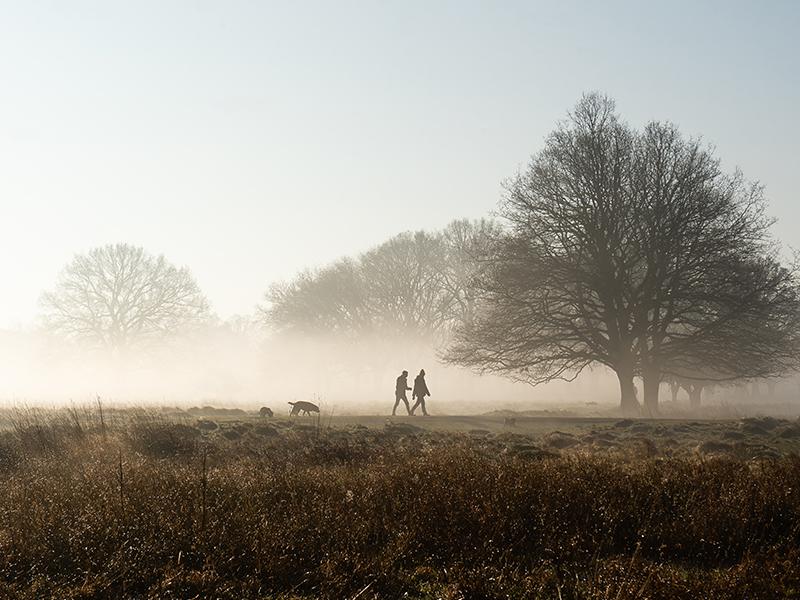 dog walking