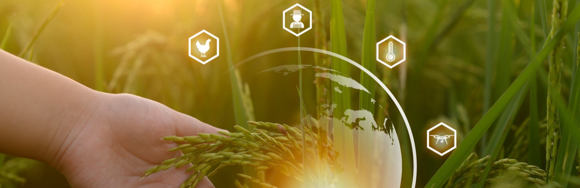 Farming crops sun 