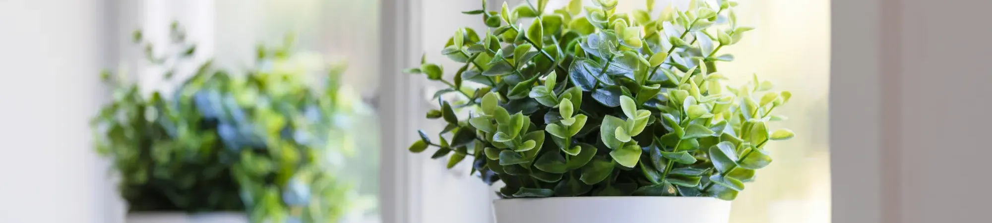 A potted plant on a shelf