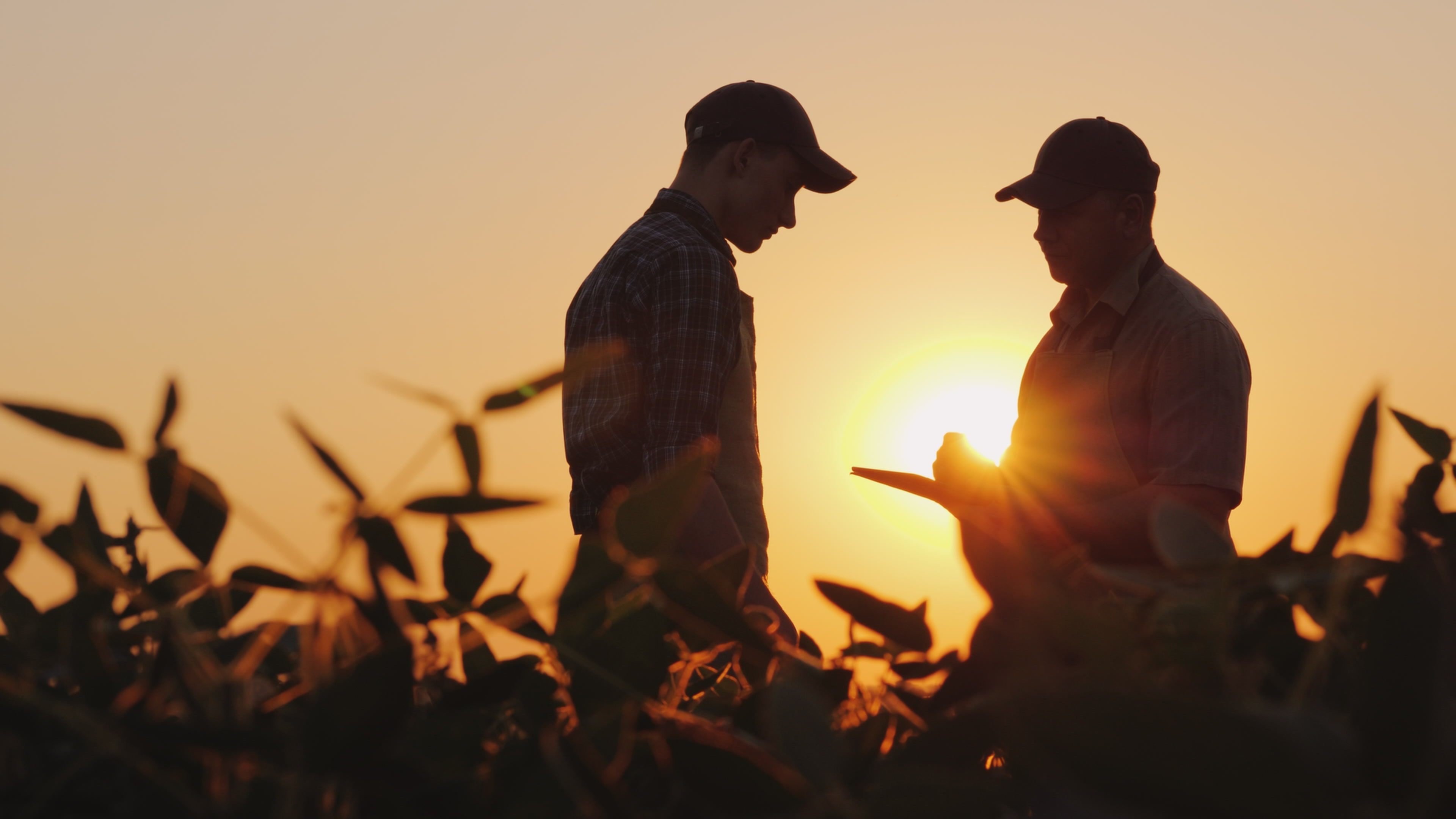 People in a field on sunset 