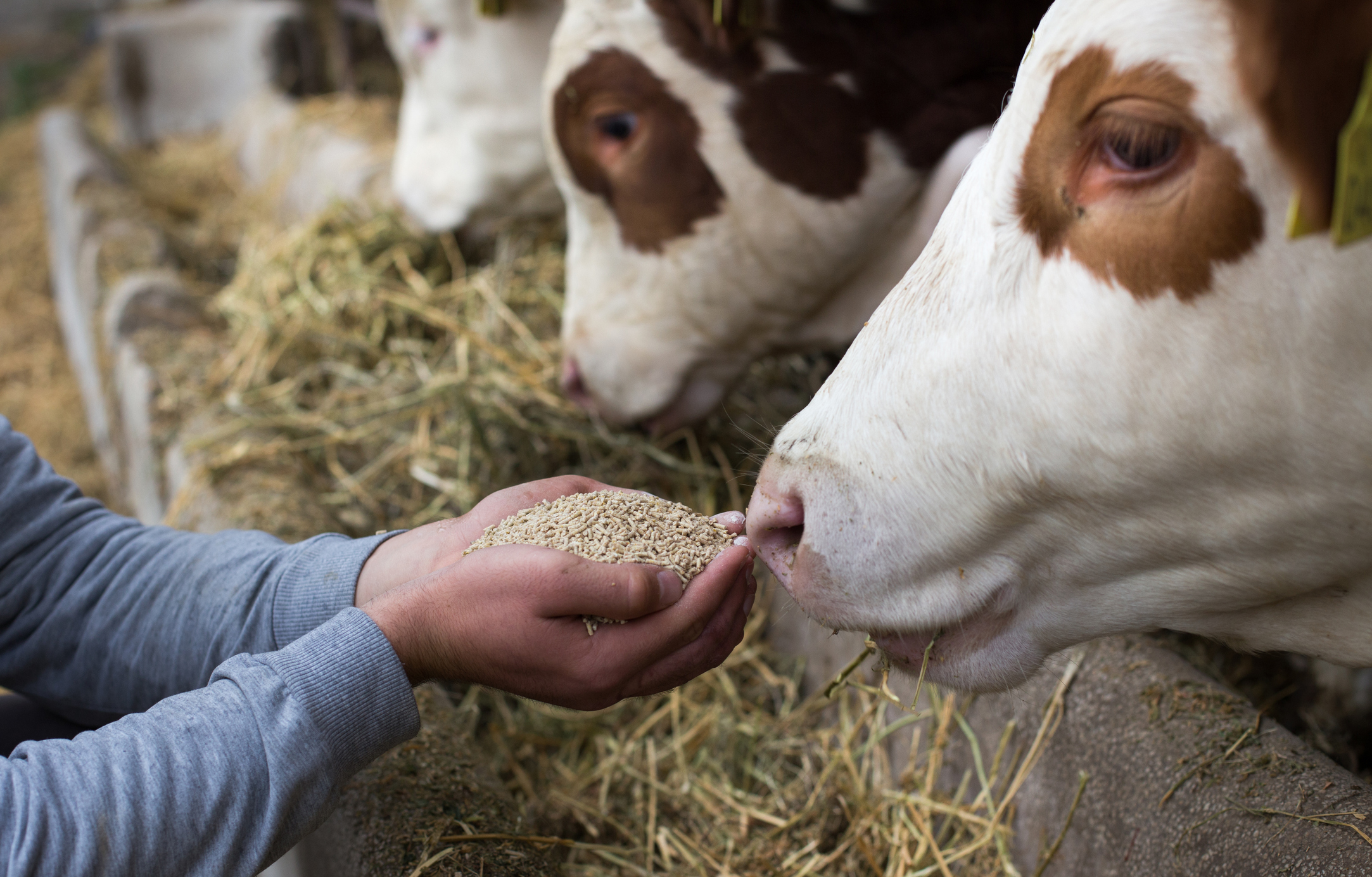 Cattle feeding 