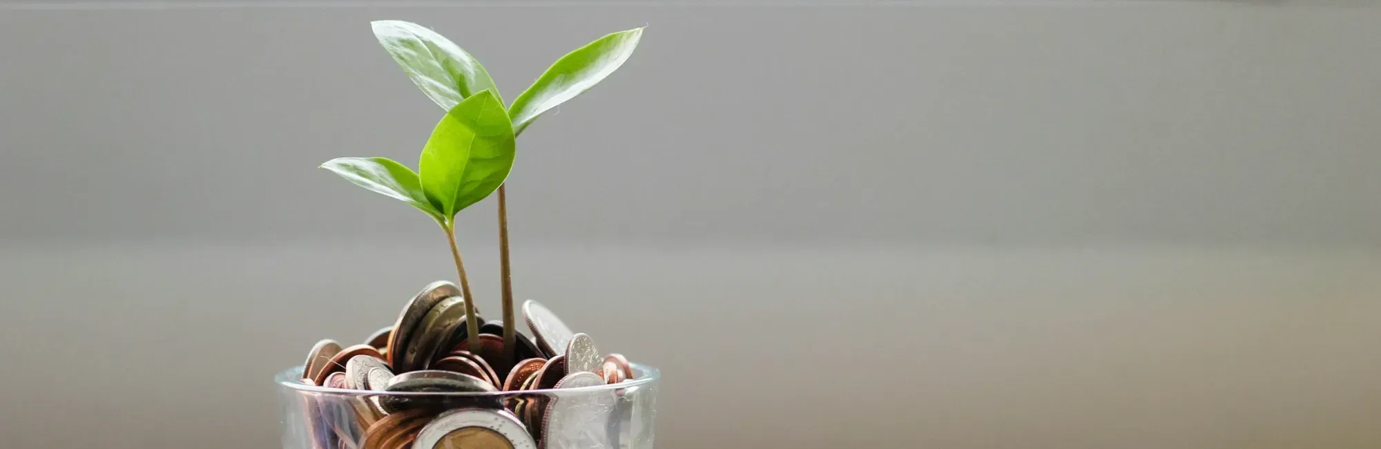 A vibrant plant emerges from a stack of coins, representing the potential growth of investments in a benefits package.