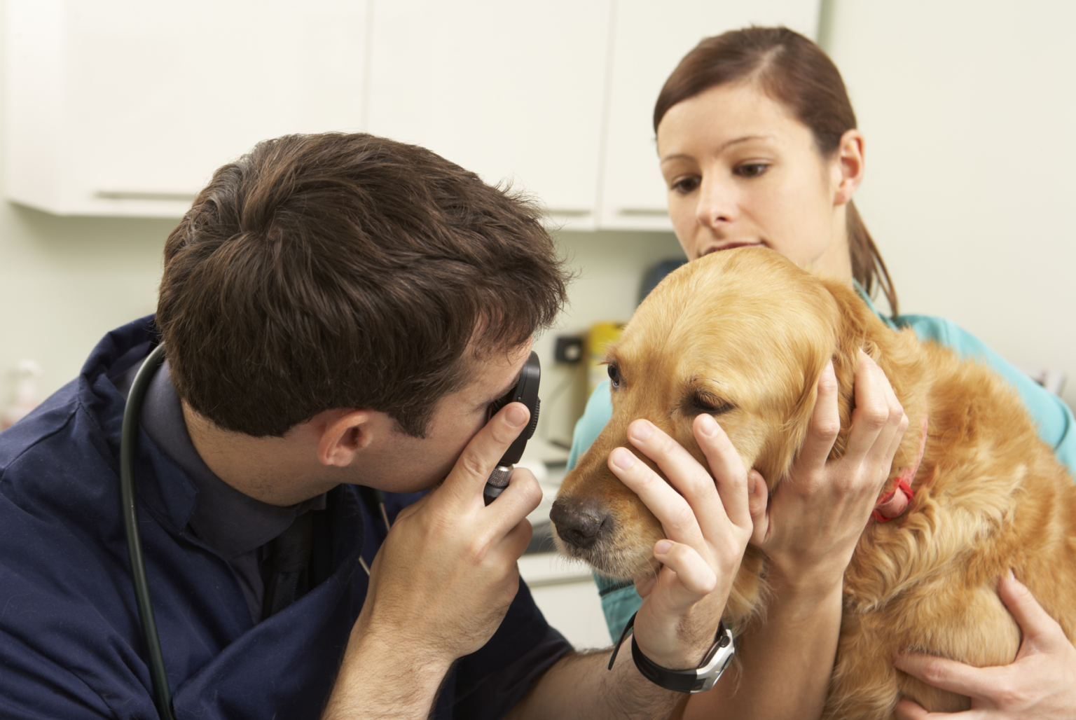 Top Veterinary Recruitment Agencies UK