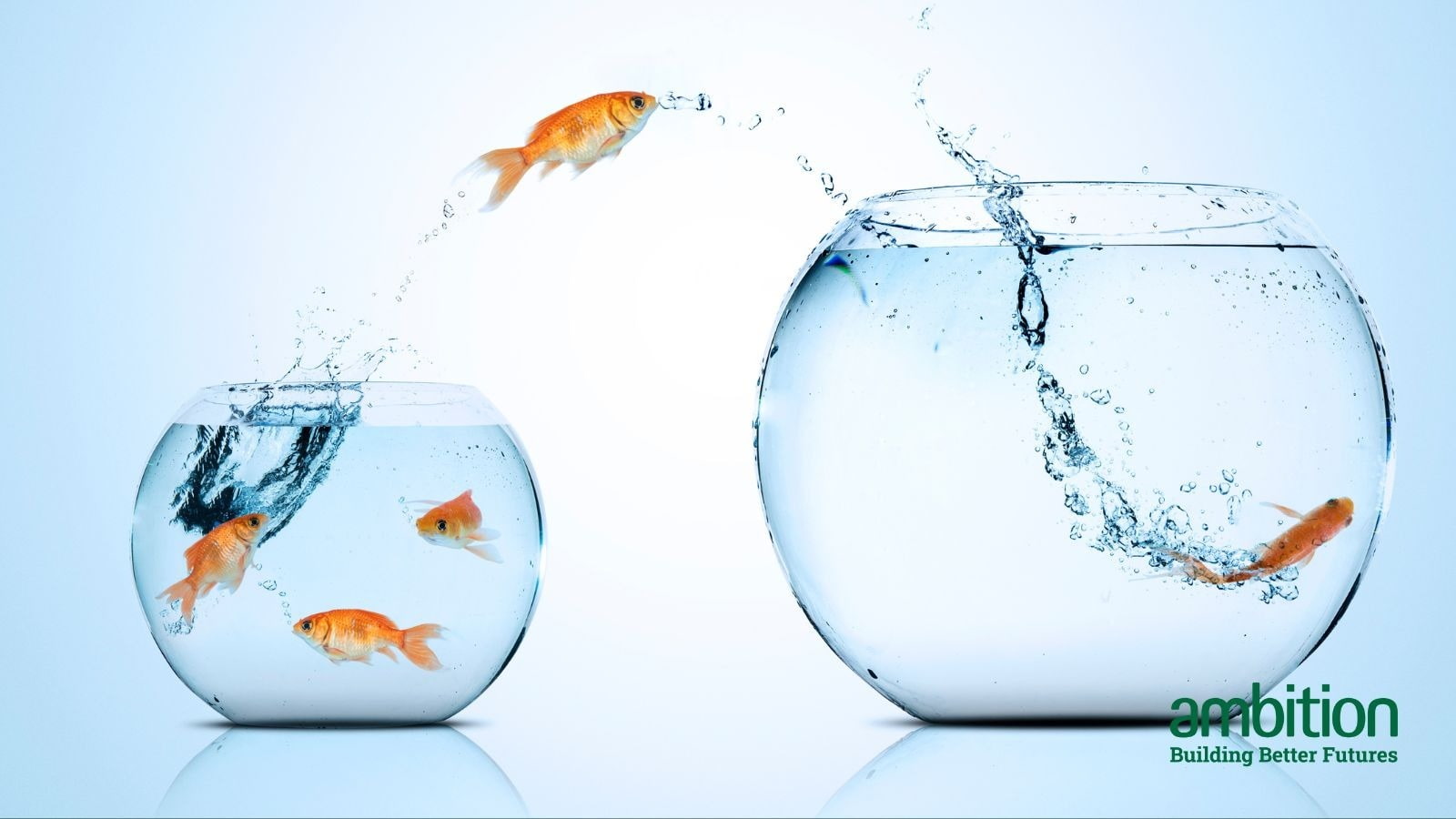 Gold fish, mid air, jumping from one glass bowl to another. "How to move out of the Big 4" Blog header